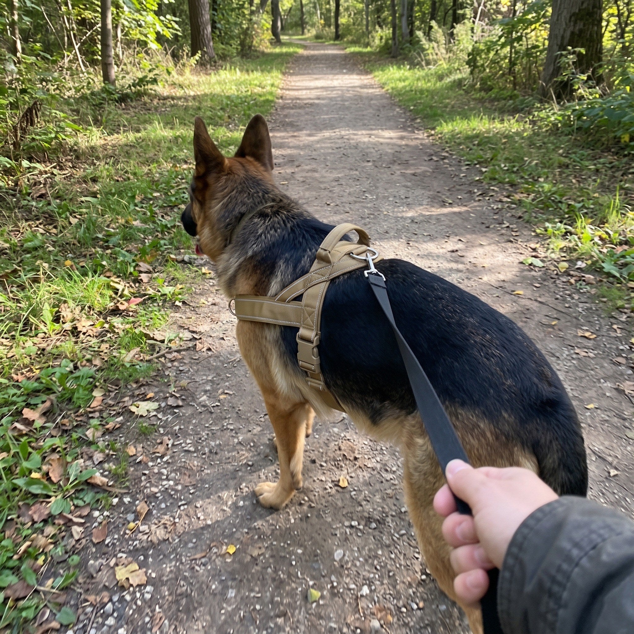 Dog and owner with Trail & Tail during an everyday walking routine, view 1